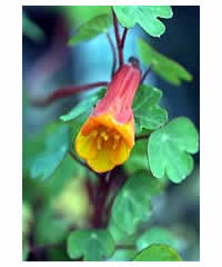 Tropaeolum