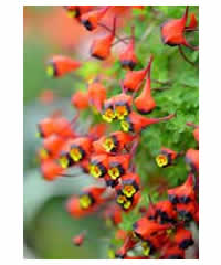 Tropaeolum tricolor