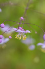 Thalictrum 'Anne' 