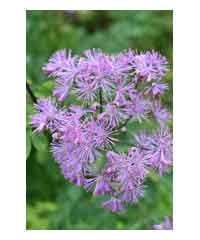 Thalictrum 'Black Stockings' 