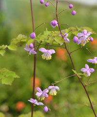 Thalictrum