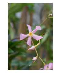 Trachelospermum asiaticum 'Pink Showers'