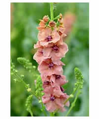 Verbascum 'Helen Johnson'