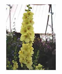 Verbascum