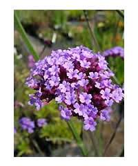 Verbena bonariensis AGM