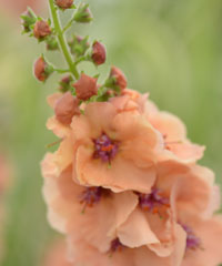 Verbascum