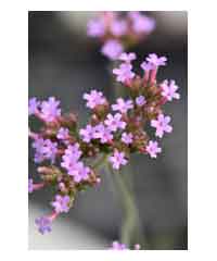 Verbena bonariensis 'Lollipop'