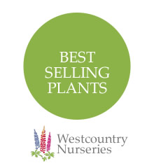 Best Selling Plants