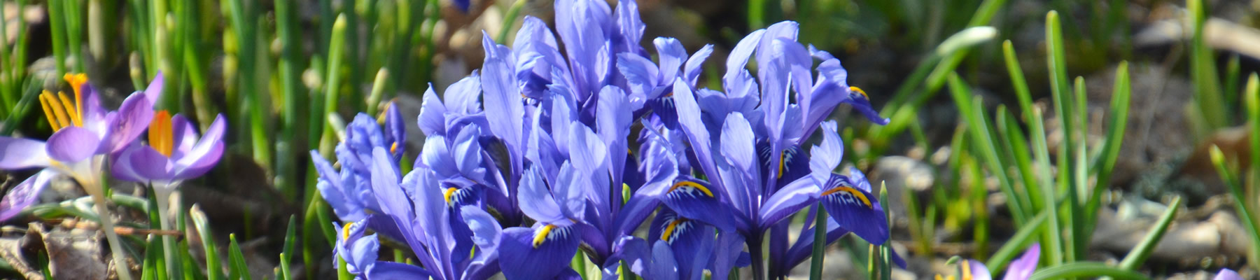 Bulbs and Corms