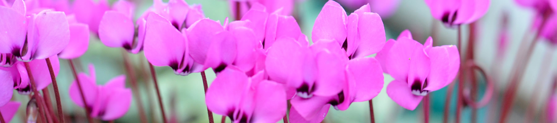 Cyclamen