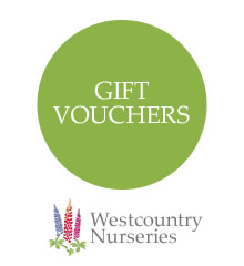 Plant Gift Vouchers