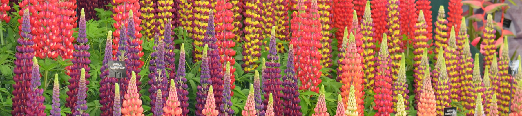 Lupins 