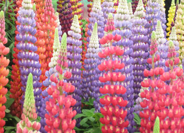 Lupins 