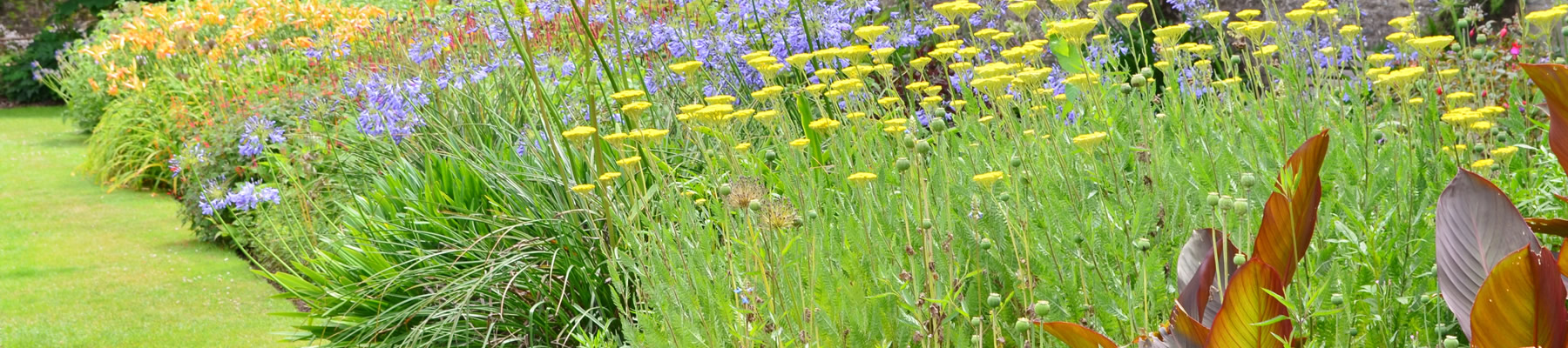 Blooming range of Perennials