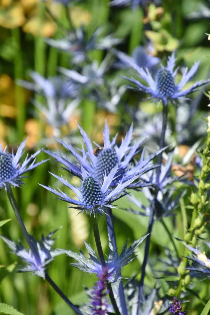 eryngium Archives Westcountry NURSERIES
